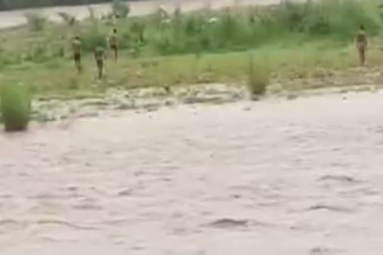 goat washout in nagabali river