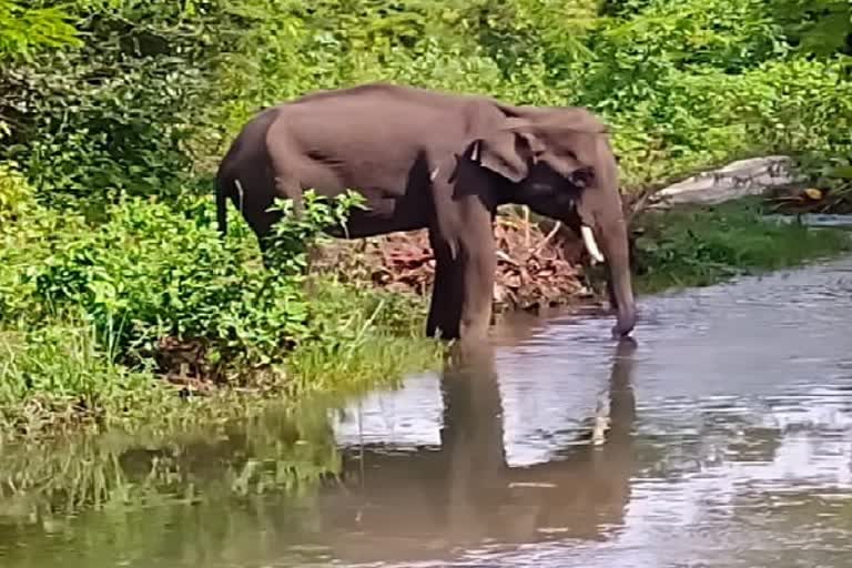 எல்லையில் உடல்நலம் பாதித்த நிலையில் நிற்கும் யானை..!, வேடிக்கை பார்க்கும் இரு மாநில வனத்துறை