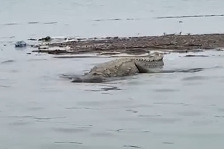 Two Big Crocodiles in River Yamuna  Viral Video