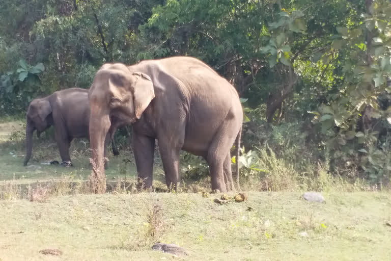 Elephant death Palamu after slipping off mountain count inceased in Jharkhand