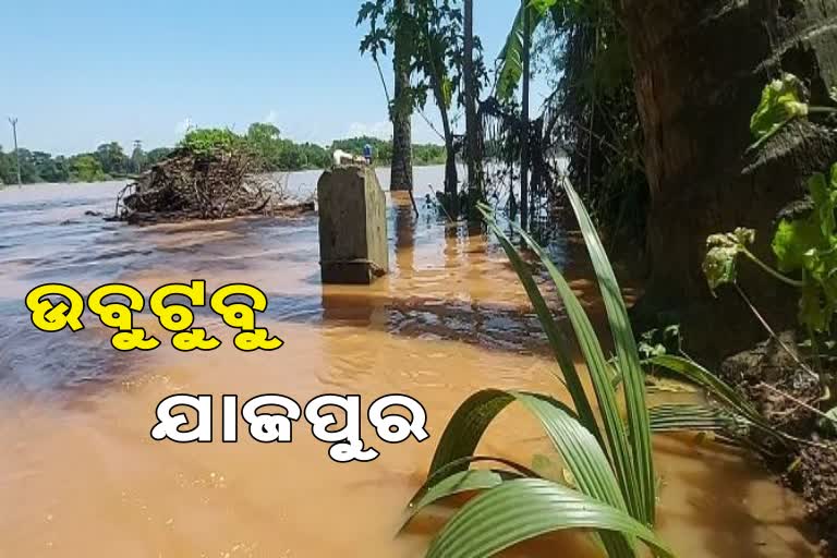 water logged due to flood at baitarani river in jajpur