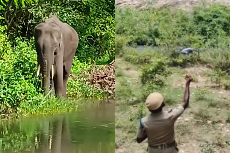 காட்டு யானைக்கு சிகிச்சையளிக்க ட்ரோன் மூலம் வனத்துறை தேடுதல் வேட்டை