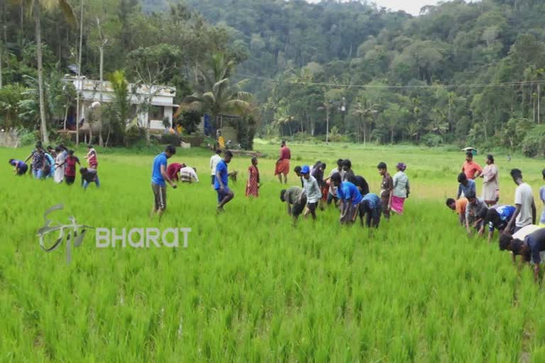 chingam 1 farmers day  students weeding at Senapati Melechemmannar paddy field  Senapati Melechemmannar paddy field  Senapati  കർഷക ദിനത്തിന്‍റെ ആവേശത്തില്‍ സേനാപതി മേലെചെമ്മണ്ണാർ പാടശേഖരം  സേനാപതി മേലെചെമ്മണ്ണാർ പാടശേഖരം  ചിങ്ങം 1  കര്‍ഷക ദിനം  chingam 1  farmers day  ഏലം  cardamom  മുണ്ടകൻ കൃഷി