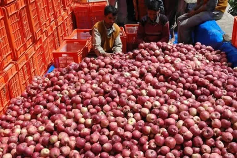 adani-agri-fresh-procures-2000-tonnes-of-apples-in-himachal-pradesh