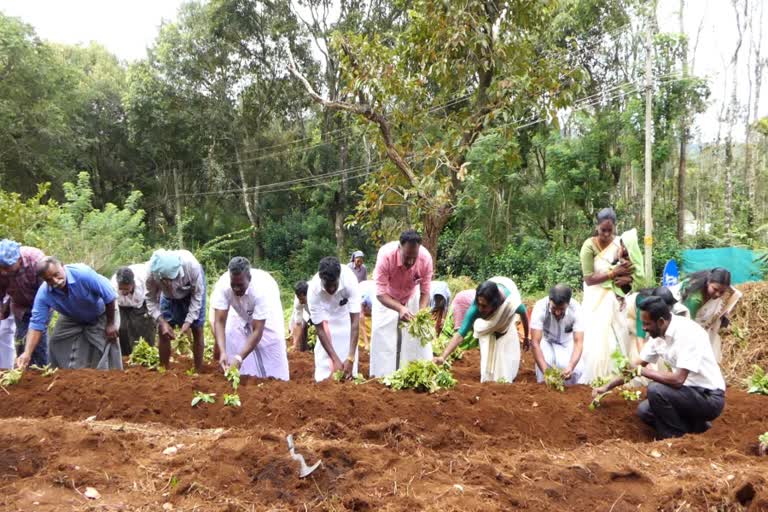 കൃഷി  farmers day  farmers day celebrations  farmers day celebrations in Idukki  chingam 1  chingam 1 farmers day celebrations in Idukki  പൊന്നിൻ ചിങ്ങത്തെ വരവേറ്റ് ഇടുക്കി  കൃഷിയിറക്കി ഇടുക്കി  കാർഷിക ഗ്രാമങ്ങൾ  കാർഷിക ഗ്രാമങ്ങൾ ഇടുക്കി  പൊന്നിൻ ചിങ്ങപ്പുലരി  ഇടുക്കി  പച്ചക്കറി കൃഷി  പച്ചക്കറി കൃഷിയിൽ സ്വയം പര്യാപ്‌തത  രാജകുമാരി ഇടുക്കി  കർഷക ദിനാചരണം  ഗ്രാമപഞ്ചായത്ത് പ്രസിഡന്‍റ് സുമ ബിജു