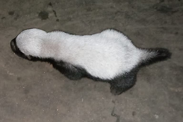 rare species Honey badger found in Kanker