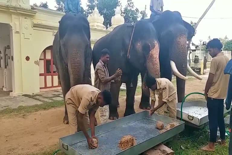 Mysore  Dasara