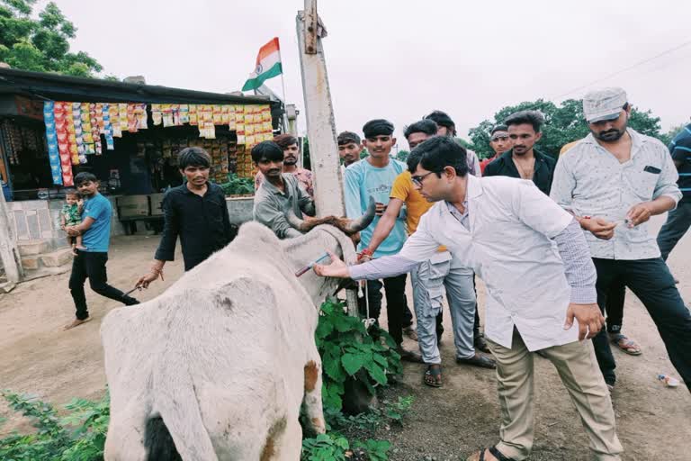 ડોક્ટરોની 75 ટકા અછત વચ્ચે પણ આ જિલ્લાએ પશુઓનું 100 ટકા રસીકરણ કરી મેળવી સિદ્ધિ