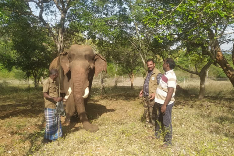 11 forest department teams Search for 8 year old elephant