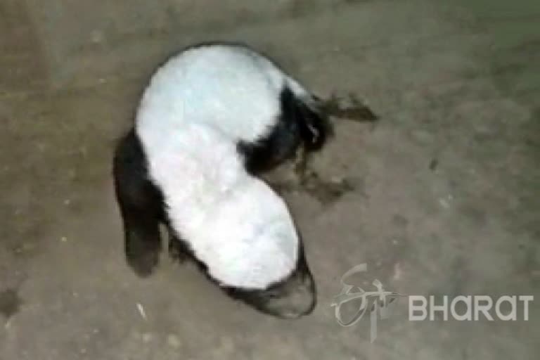 rare-species-honey-badger-found-in-kanker