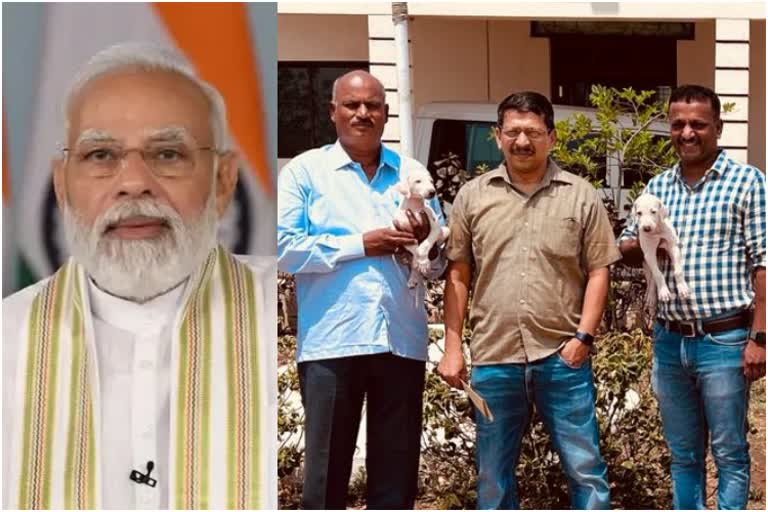 mudhol-dogs-selected-for-pm-modis-security-trial-by-spg