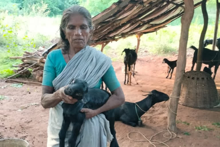 Crazy yellow ant leaves cattle blind, villagers panicked