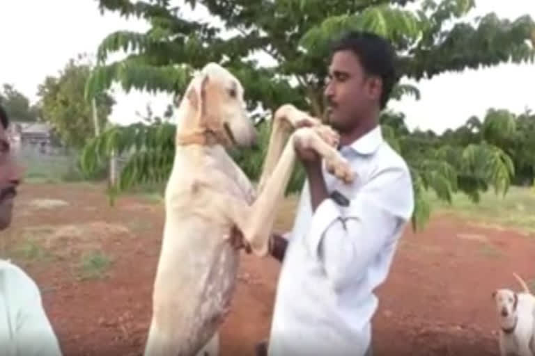 Karnataka's Mudhol dogs for PM Modi's security: SPG takes two puppies from Bagalakote to Delhi