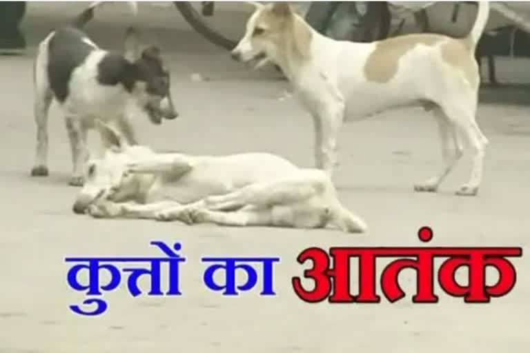 Bhopal Street Dogs Attacked Girl