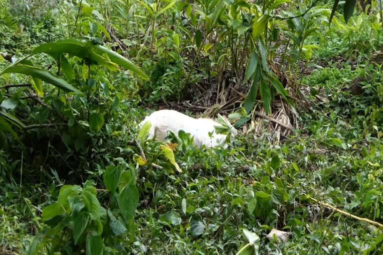 senapathey  dogs killed goats in senapathey  തെരുവുനായ ശല്യം  ആടുകളെ നായ്ക്കള്‍ കടിച്ചു കൊന്നു  സേനാപതിയിൽ തെരുവുനായ ശല്യം  kerala latest news  idukki news  Stray dog nuisance is severe in Senapati  ഇടുക്കി വാർത്തകൾ  കേരള വാർത്തകൾ  സേനാപതി ഗ്രാമപഞ്ചായത്ത്