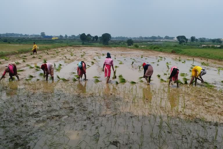 normal-rainfall-in-jharkhand-till-second-week-of-august