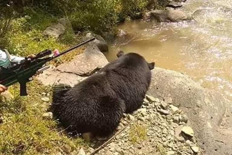 Bear Attack in Uri: ریچھ کے حملے میں معمر شہری زخمی