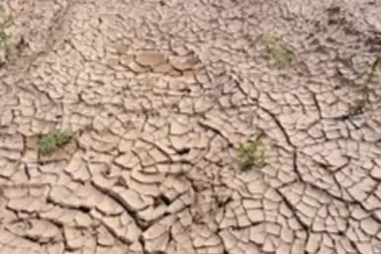 Jharkhand farmers worried about low sowing coverage amid drought like situation