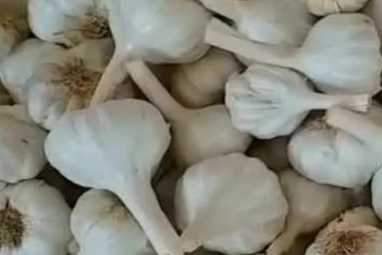Garlic cultivation in MP