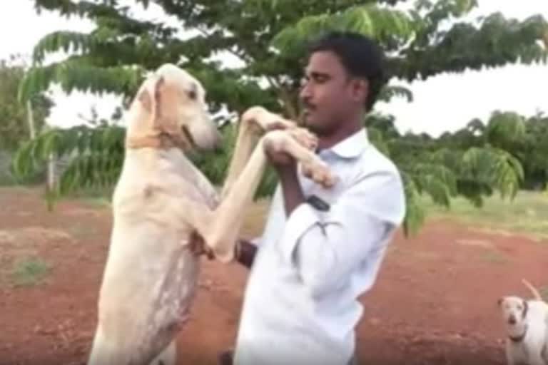 Mudhol hound  Modis security team  Special protection group  Mudhol dog  Indian breed  മുധോൾ ഹൗണ്ട്  പ്രധാനമന്ത്രിക്ക് സുരക്ഷയൊരുക്കും  വടക്കൻ കർണാടക  ബാഗൽകോട്ട്  മുധോൾ പട്ടണം  മുധോൾ ഹൗണ്ട്