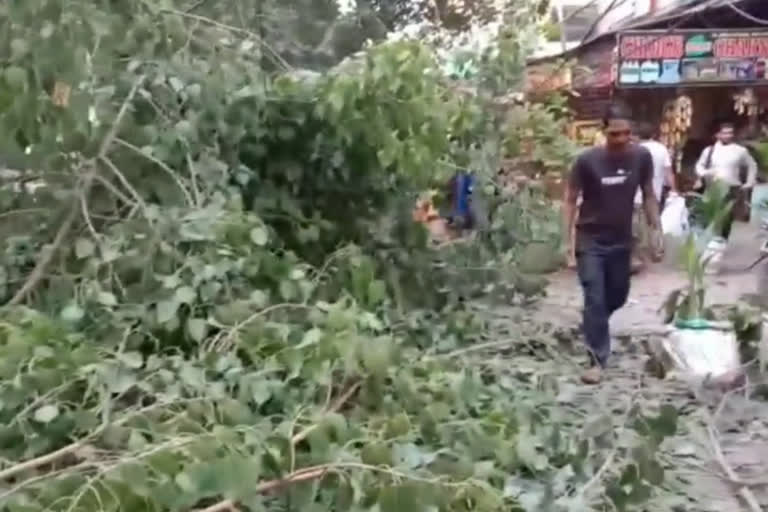 सड़क पर पेड़ गिरने से यातायात प्रभावित