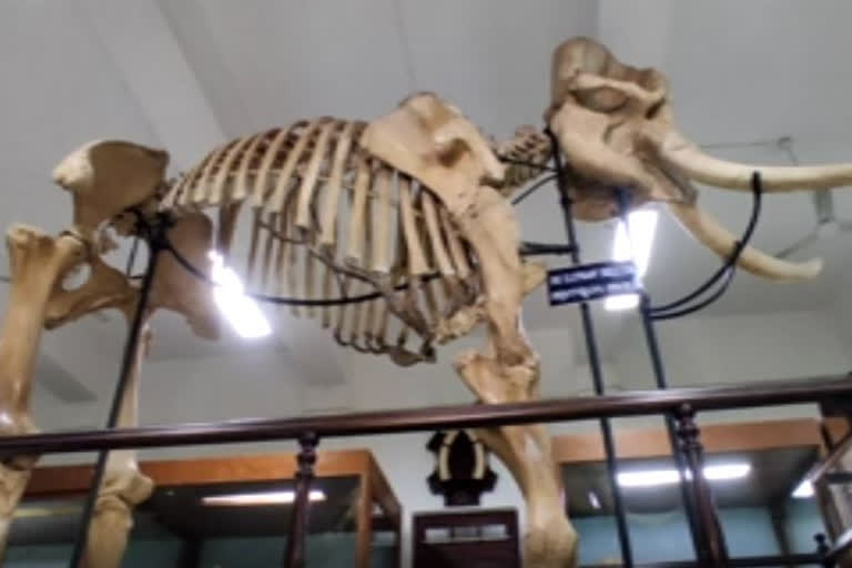 The skeleton of Asia's tallest elephant, died in 1917, on display at Thrissur museum