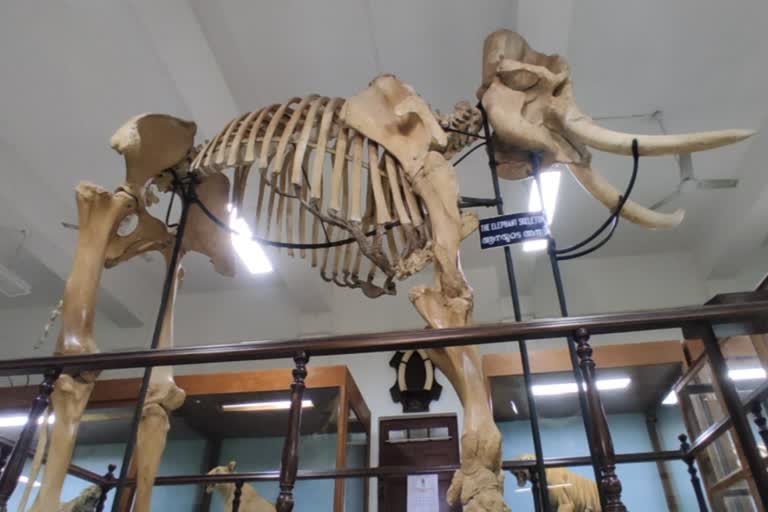 asia largest elephant skeleton kerala