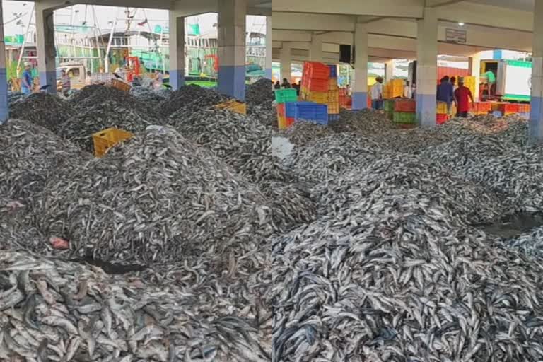 shoal of Kozhiyala in Colachel  kerala fish dealers  Colachel fishing harbour  kannan kozhiyala fish  കൊളച്ചലിൽ കണ്ണൻ കൊഴിയാള ചാകര  കൊളച്ചൽ മത്സ്യഹാർബർ  കണ്ണൻ കൊഴിയാള  ട്രോളിങ് നിരോധനം  മത്സ്യത്തൊഴിലാളി