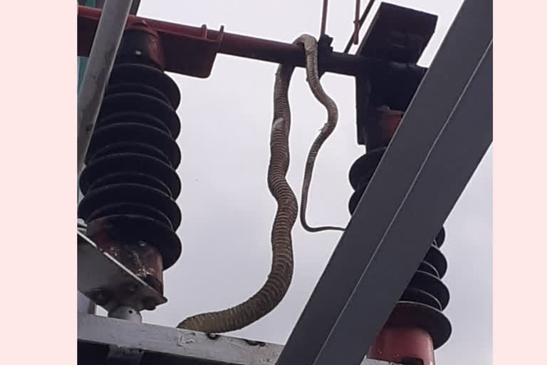 electricity supply stopped due to snake