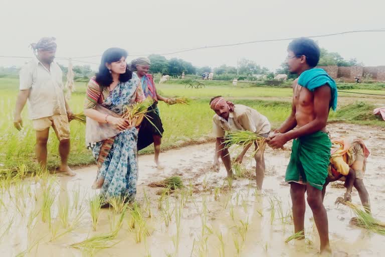 କାଦୁଅ ବିଲରେ ଅପରାଜିତା, ଚାଷୀଙ୍କ ସହ ଧାନ ରୋଇଲେ ସାଂସଦ