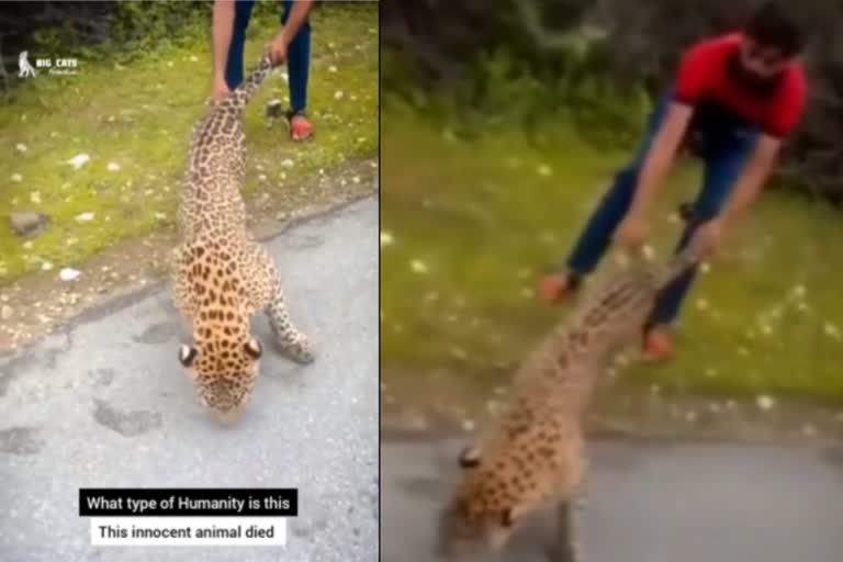 leopard being manhandled  leopard attacked by men  viral video of leopard  പുലി  പുലിക്ക് നേരെ ആക്രമണം  ഐഎഫ്എസ് ഓഫിസർ പർവീൺ കസ്വാൻ