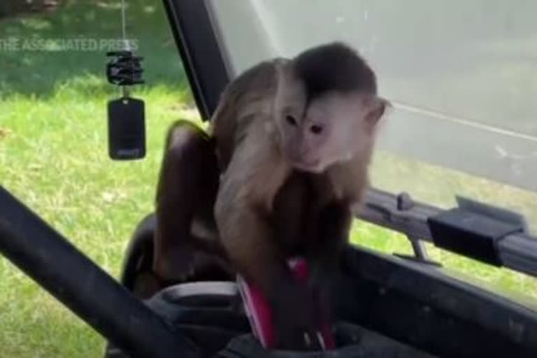 US monkey dials 911