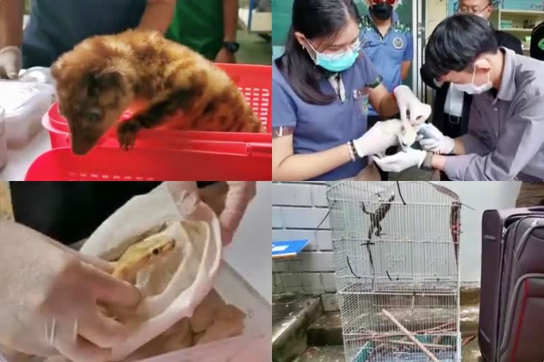 Indian man Arrested At Thai Airport  live creatures smuggling  live creatures smuggling in Thailand  Thailand airport news  ಏರ್​ಪೋರ್ಟ್​ನಲ್ಲಿ ಭಾರತೀಯ ವ್ಯಕ್ತಿಯ ಬಂಧನ  ಭಾರತೀಯ ವ್ಯಕ್ತಿಯನ್ನು ಥಾಯ್ಲೆಂಡ್‌ನ ಮುಖ್ಯ ವಿಮಾನ ನಿಲ್ದಾಣದಲ್ಲಿ ಬಂಧನ  ಬಿಳಿ ಮರುಭೂಮಿ ನರಿ ಮತ್ತು ರಕೂನ್ ಸೇರಿದಂತೆ ಜೀವಂತ ಜೀವಿಗಳನ್ನು ಕಳ್ಳಸಾಗಣೆ  ವನ್ಯಜೀವಿ ಕಳ್ಳಸಾಗಣೆಗೆ ಪ್ರಯತ್ನ  ಥಾಯ್ಲೆಂಡ್​ ವಿಮಾನ ನಿಲ್ದಾಣ ಸುದ್ದಿ