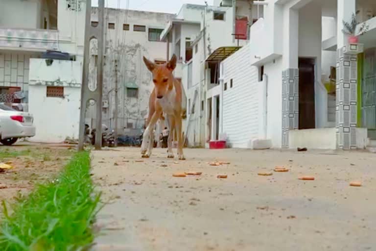 குஜராத்தில் கோடீஸ்வரர்களான தெரு நாய்கள்