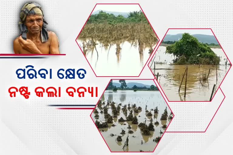 flood impact on farming in banki cuttack