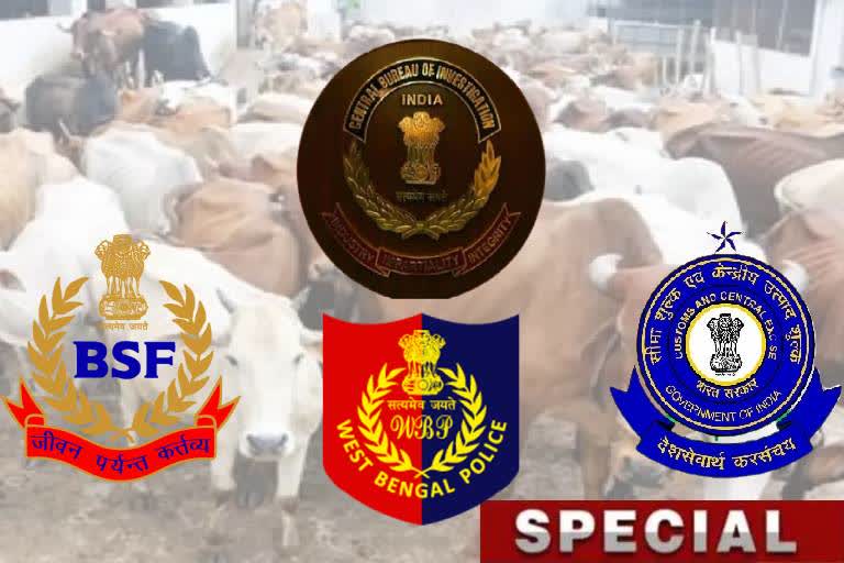 infertile-cows-bring-in-india-bangladesh-border-for-smuggling