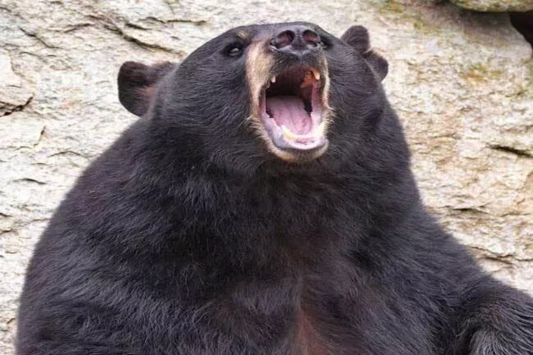 Bear Attack in Bagaha