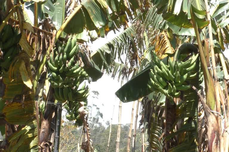 Idukki Banana farmers are hopeful during Onam season  Idukki banana cutivation  Onam season banana farming  പ്രതീക്ഷ കൈവിടാതെ ഇടുക്കിയിലെ ഏത്തവാഴ കര്‍ഷകർ  ഇടുക്കിയിലെ ഏത്തവാഴ കര്‍ഷകര്‍  ഏത്തക്കായ വില  ഏത്തക്കായ്ക്ക് വില വര്‍ധിച്ചു  ഏത്തവാഴ കൃഷി  ഓണക്കാലം ഏത്തവാഴ കൃഷി  ഏത്തവാഴ കൃഷി വളപ്രയോഗം  banana farming in chingam  പുതിയ കൃഷി വാർത്ത  ഇടുക്കി കൃഷി ന്യൂസ്  cultivation news  latest Agriculture news  banana latest rate