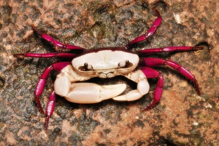 New bicolour crab species 'Ghatiana Dvivarna' found in Karnataka