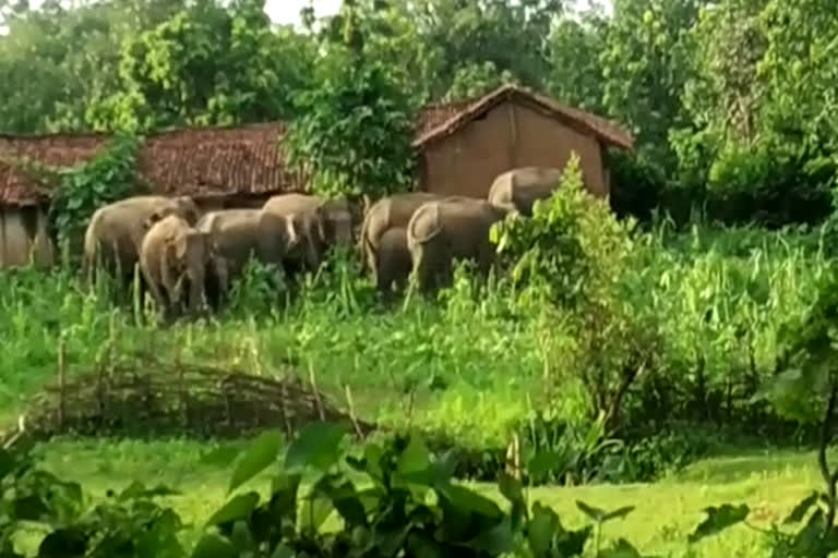 group of elephants created ruckus