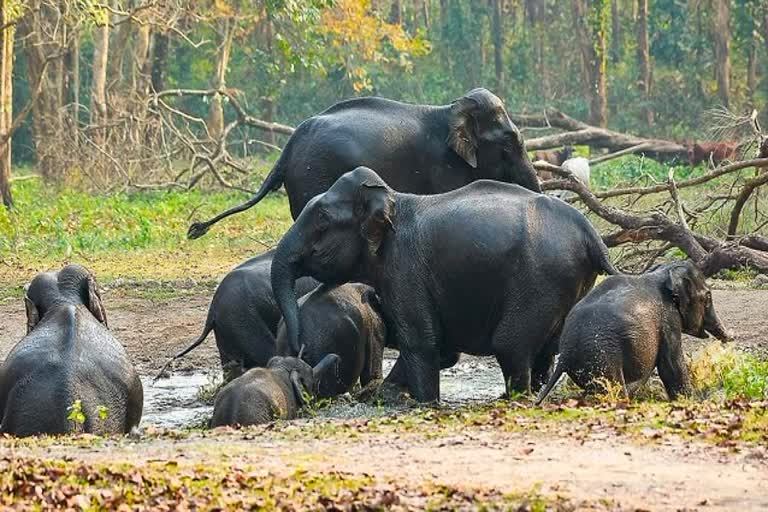 Elephant reached from MP in Janakpur Koriya