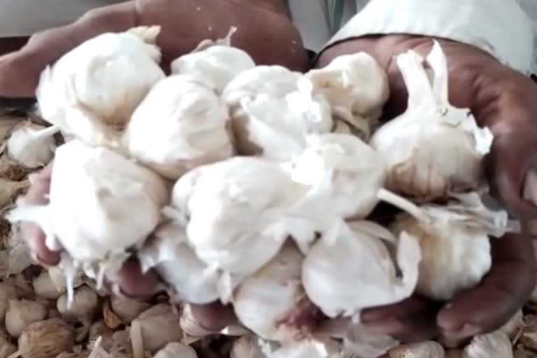 MP Farmers Throw Garlic in Rivers