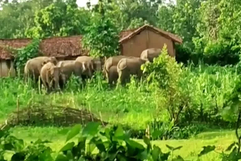 Two killed in elephant attack in Chattisgarh