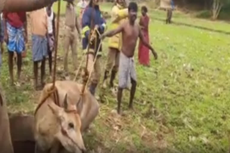 கழிவுநீர் தொட்டிக்குள் தவறி விழுந்த பசு உயிருடன் மீட்பு...