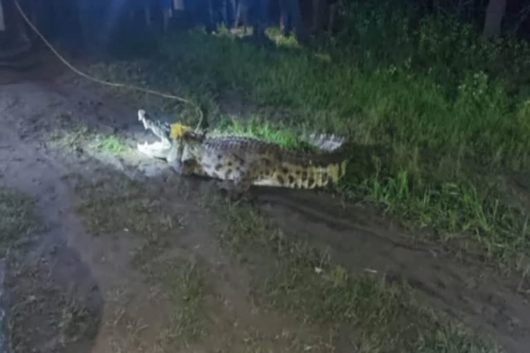 Crocodile entered Mandsaur village