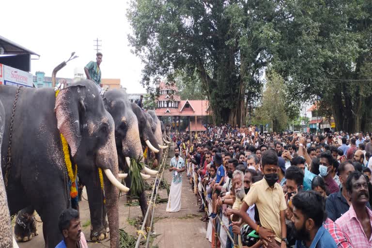 തിരുനക്കര മഹാദേവ ക്ഷേത്രത്തിൽ ആനയൂട്ട് നടത്തി  FEASTING FOR ELEPHANTS  FEASTING FOR ELEPHANTS IN KOTTAYAM THIRUNAKKARA MAHADEVA TEMPLE  KOTTAYAM THIRUNAKKARA MAHADEVA TEMPLE  FEASTING FOR ELEPHANTS IN KOTTAYAM THIRUNAKKARA MAHADEVA TEMPLE  കോട്ടയം തിരുനക്കര മഹാദേവ ക്ഷേത്രം  കോട്ടയം തിരുനക്കര മഹാദേവ ക്ഷേത്രത്തിലെ ആനയൂട്ട്  ആനയൂട്ട്  ആനയൂട്ട് ഉദ്ഘാടനം  തിരുനക്കര മഹാദേവ ക്ഷേത്രത്തിൽ ആനയൂട്ട്