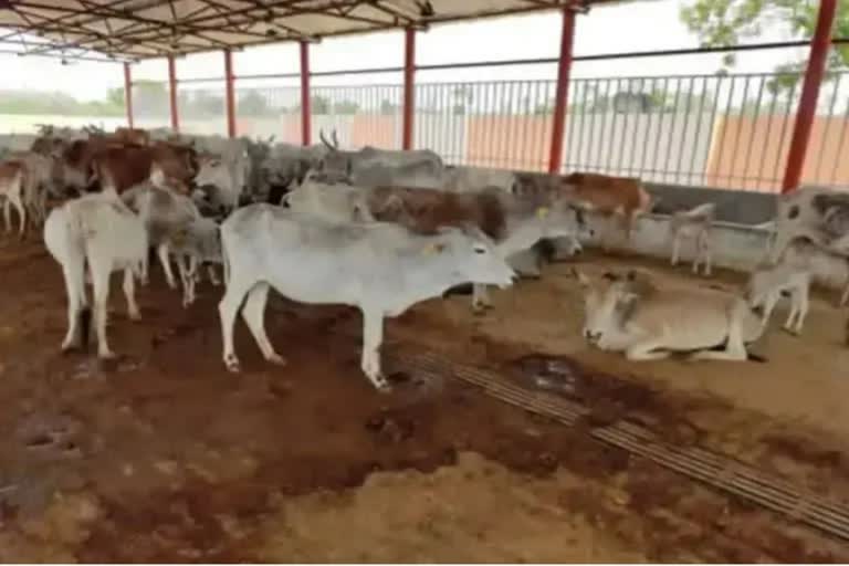 New Disease found in cattle  Lumpy Skin disease  Lumpy Skin disease News Updates  Lumpy Skin Disease in Cattles spreading in India  cattle  ലംപി സ്‌കിന്‍ ഡിസീസ്  കന്നുകാലികൾ  കന്നുകാലികൾ ചത്തുവീഴുന്നു  പകർച്ചവ്യാധി  Latest Disease News in Cattle  എല്‍എസ്‌ഡി  രോഗം  പകർച്ചവ്യാധി വൈറൽ രോഗമായ ലംപി സ്‌കിന്‍ ഡിസീസ്