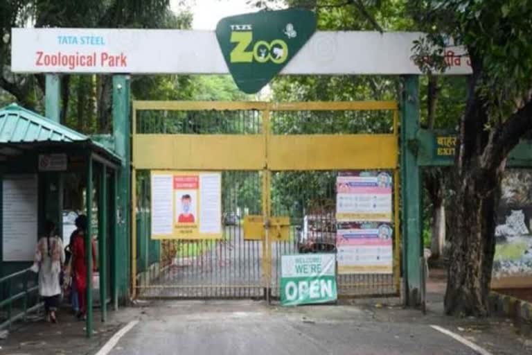 Leopard dies after drowning in Tata Zoo due to incessant rain in Jamshedpur