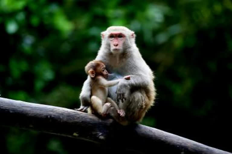 Fatal fall for boy after chased by monkeys on 1st floor