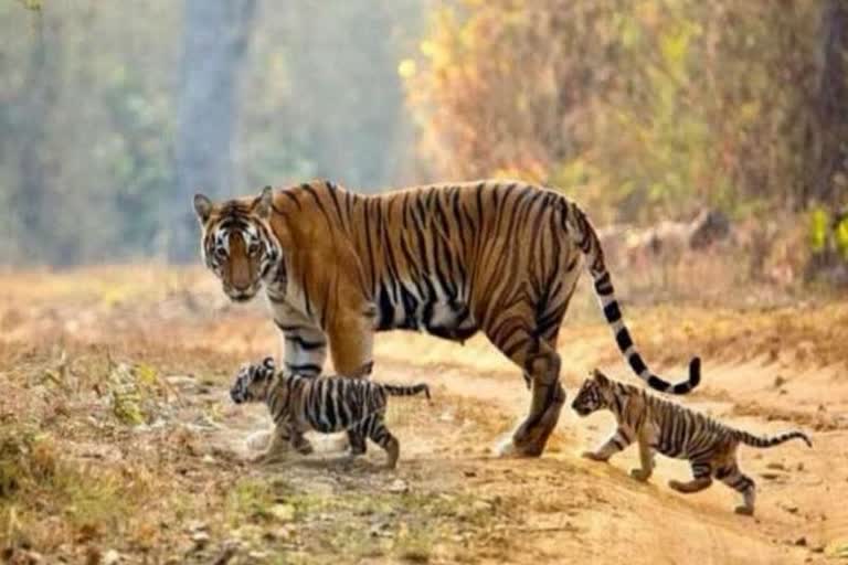 Tigress T28 taking care of T18 cubs